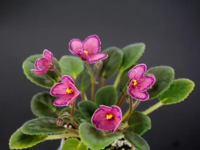 Mac's Coral Bell Wasp (G.McDonald)