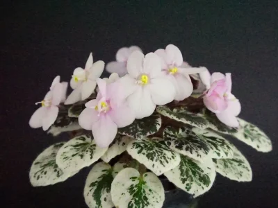 Pink Dove (S. Sorano)