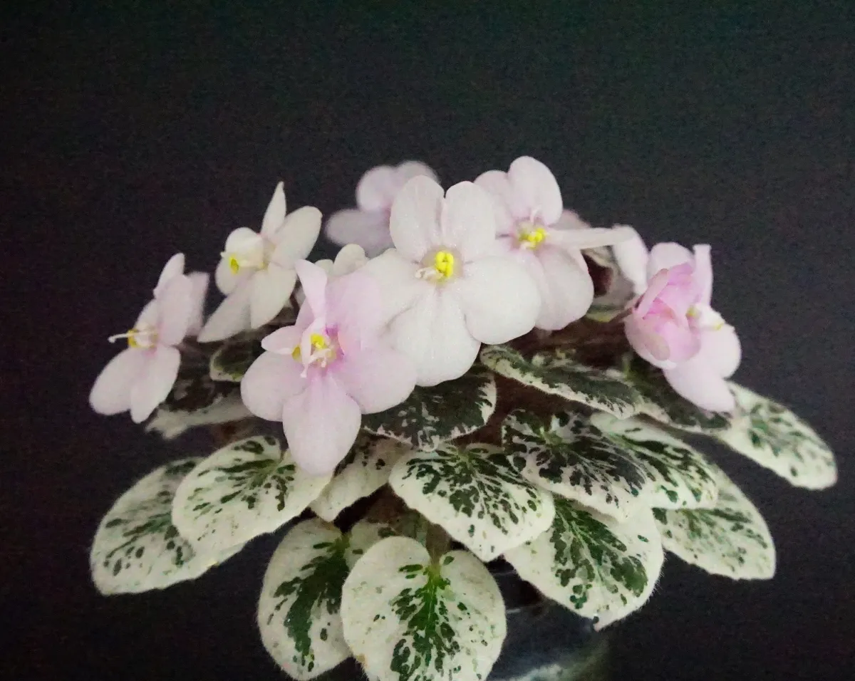 Pink Dove (S.Sorano) - VioletViol - Home Garden: 1850+ African