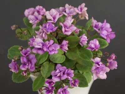 Rob's Galiwinku (R.Robinson)