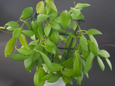Hoya yellow sapphire from Philippines (Hoya sp. Samar GN003)