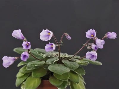 Sky Bells (A. Murphy)  химера, спорт