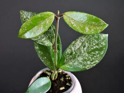Hoya carnosa "Stardust"