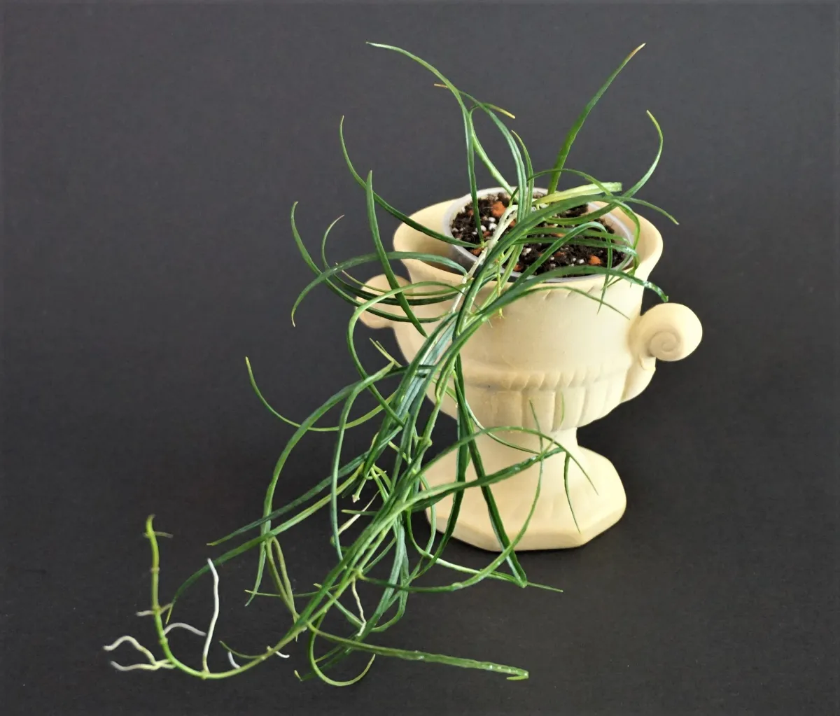 Hoya stenophylla NS 11-189 - VioletViol - Home Garden: 1850+