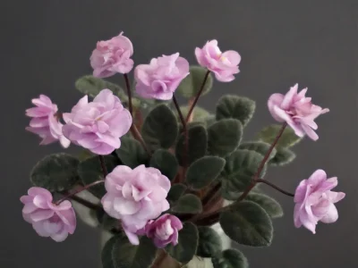 Taffy Bon Bon (P. Harris)