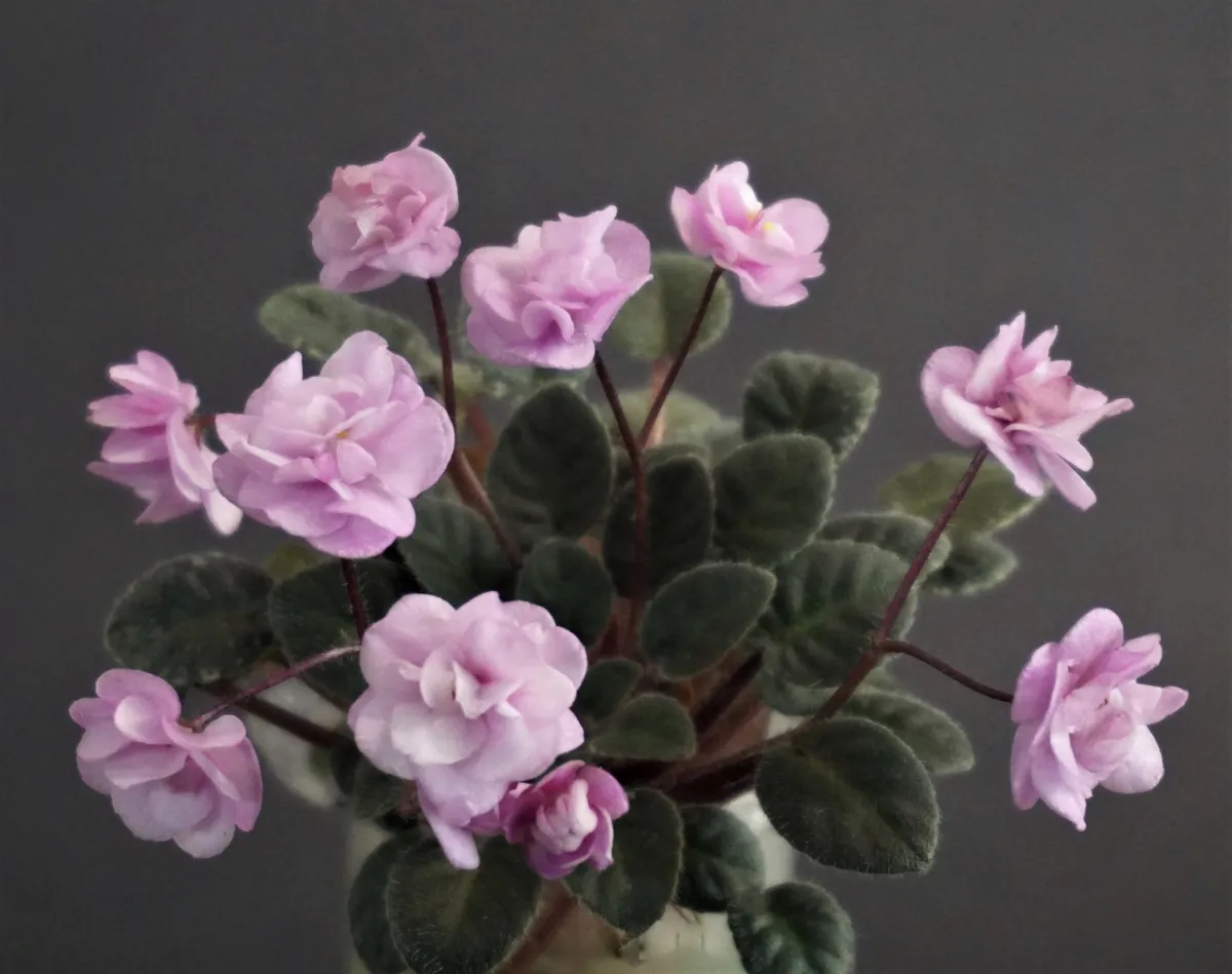 Taffy Bon Bon (P. Harris)
