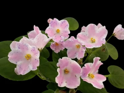Tiyuan's Powder Puff (Tiyuan)