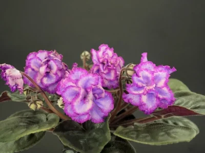 ЛМ-Витебский Орнамент (Л. Мишурная)