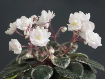 White Dew (H.Pittman)