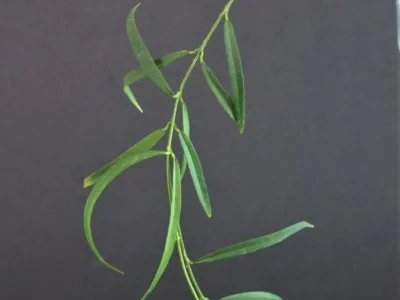 Hoya yvesrocheri