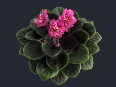 Zaca's Christa Danielle (A.Stephens)