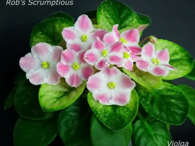Rob's Scrumptious (R. Robinson)