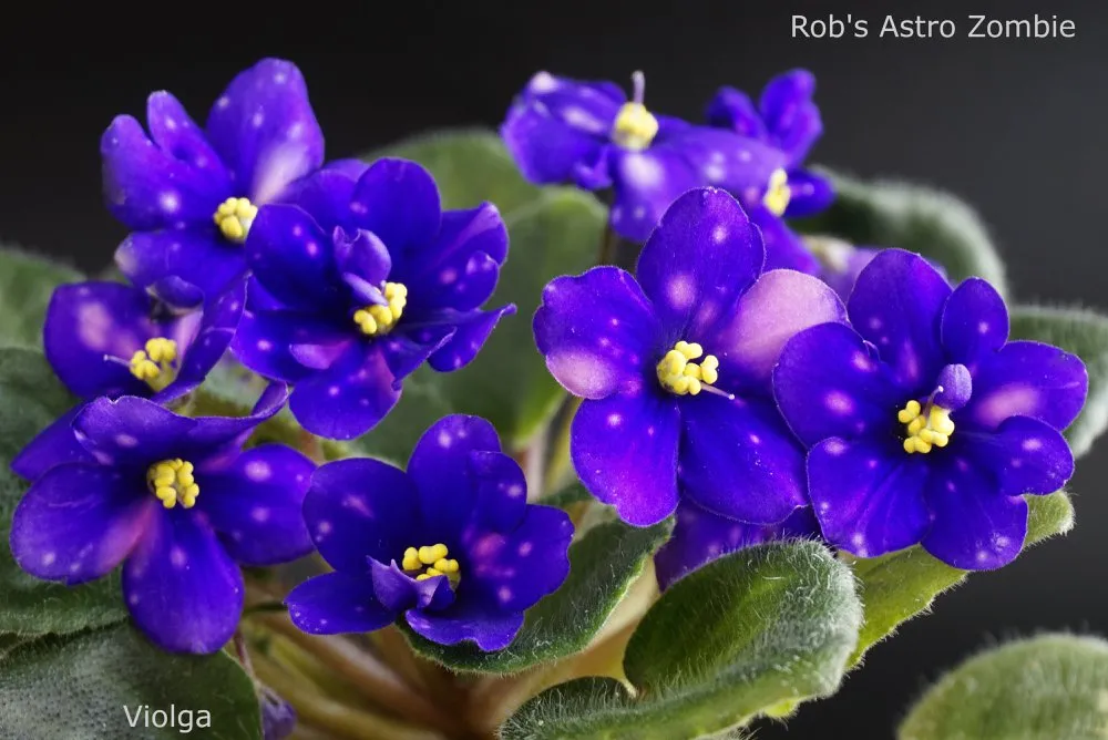 Rob's Astro Zombie (R. Robinson) - VioletViol - Home Garden: 1850+