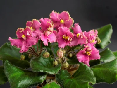 Morgan's Cool Coral (C.Eros)