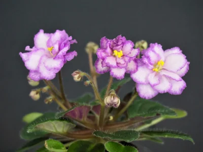 Morgan's Val Flora (C.Eros)