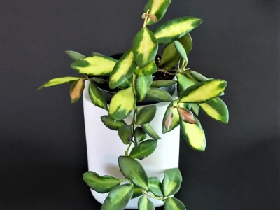 Hoya sp. DS-70/ Tsangii variegated