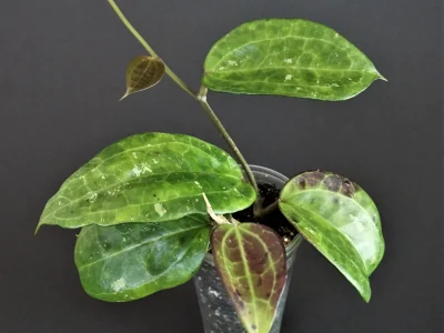 Hoya sp. IV from WMZ SQR 3066 (USA)