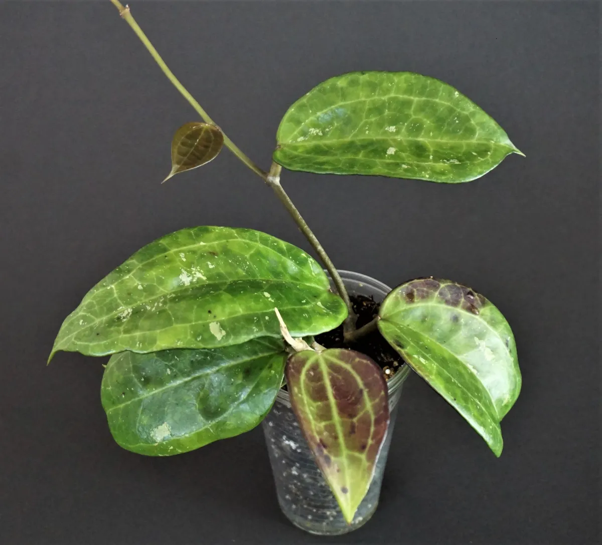 Hoya sp. IV from WMZ SQR 3066 (USA) - VioletViol - Home