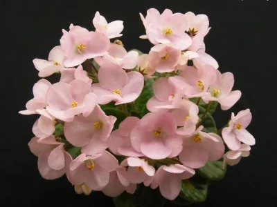Mac's  West Wind Whispering (G.McDonald)