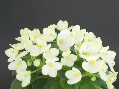 Mac's Misty Meadow (G.McDonald)