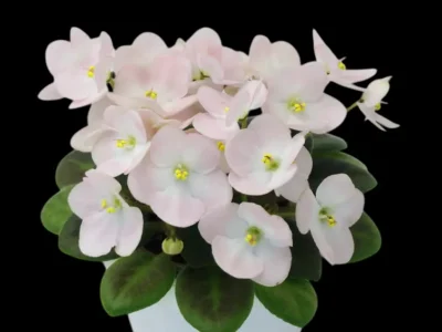 Mac's West Wind Whispering (G.McDonald)