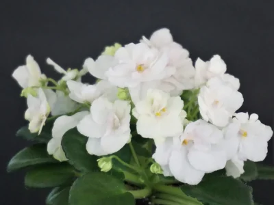 Morgan's Queen Jane's Crown (C.Eros)