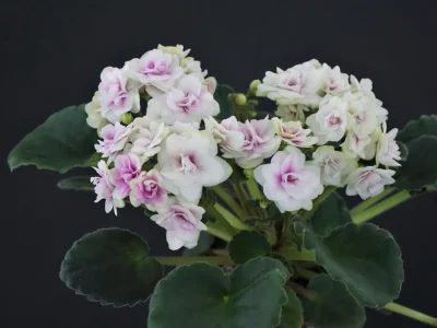 Optimara Little Emerald (M.Holtkamp)