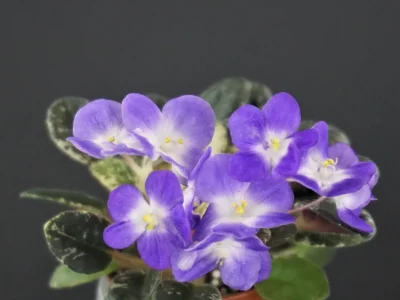 Shirl's Grape Ice (S.Sanders)