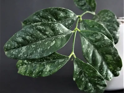 Hoya Cystiantha Splash
