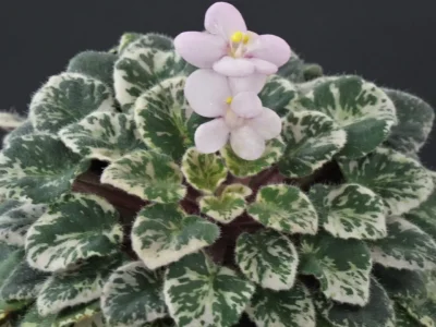 Flashy Angel (S. Sorano)