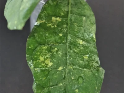 Hoya sp. Lata Iskandar A (SRQ 3138)