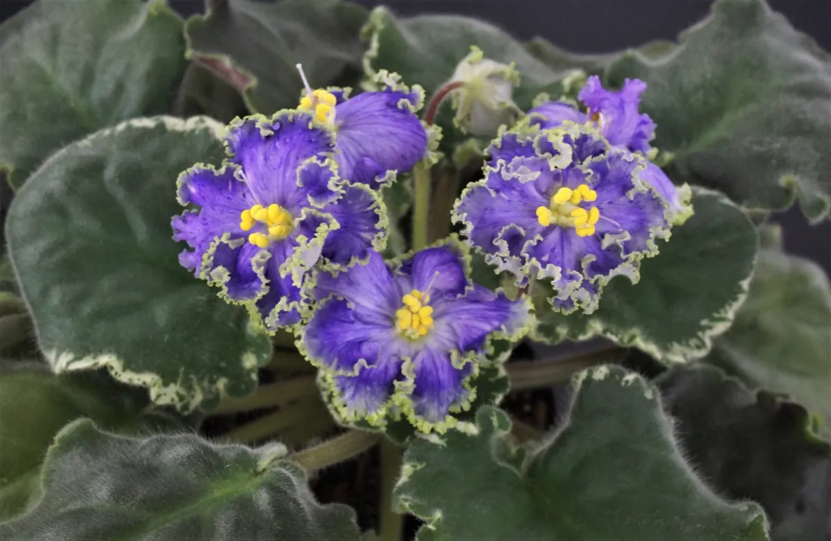 НД-Саяны (Н.Данилова-Суворова) - VioletViol - Home Garden: 1850+