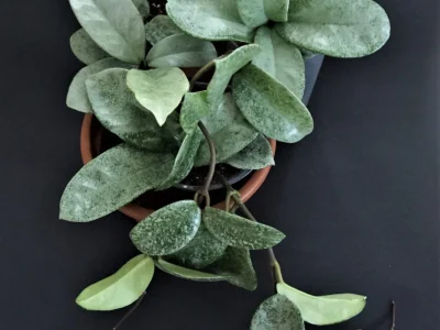 Hoya carnosa Nova Ghost