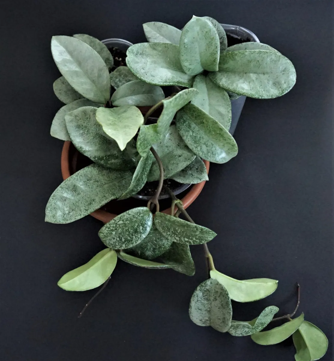 Hoya carnosa Nova Ghost - VioletViol - Home Garden: 1850+ African