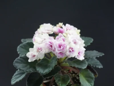 Optimara Little Emerald (M.Holtkamp)