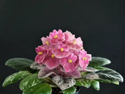 Mac's Maginal Mandarin (G.McDonald)