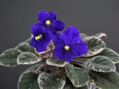 Mac's Very Indigo (G.McDonald)