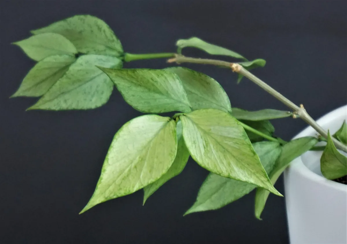 Hoya polyneura Broget silver - VioletViol - Home Garden