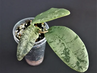 Hoya Rintzii from Borneo silver splash