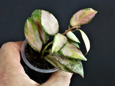 Hoya nabawanensis variegata