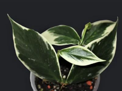 Hoya polyneura albomarginata