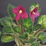 Mac's Just Jeff (G.McDonald) - VIOLETVIOL PLANTS COLLECTION