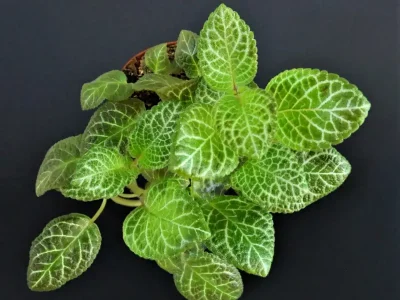 KD's Irish Frost (Dean)