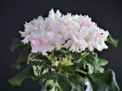 Morgan's Rose Cottage (С.Eros)