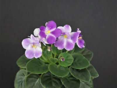 Ness' Little Lilac (D.Ness)