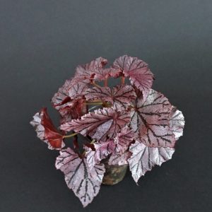 Begonia prasinimarginata - VIOLETVIOL PLANTS COLLECTION