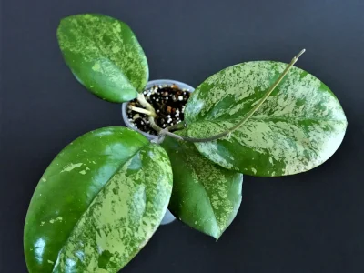 Hoya vitellina splash