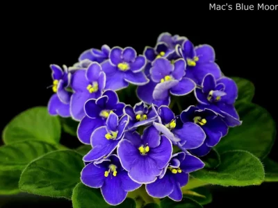 Mac's Blue Moon (G.McDonald)
