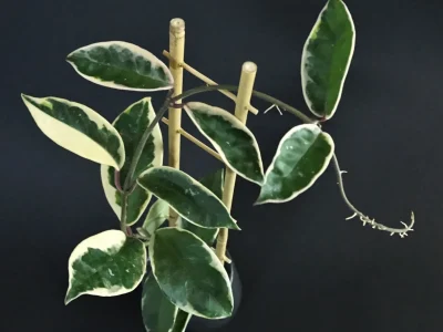 Hoya carnosa Suzie Q