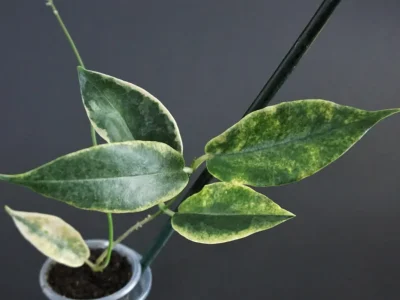 Hoya Archboldiana albomarginata